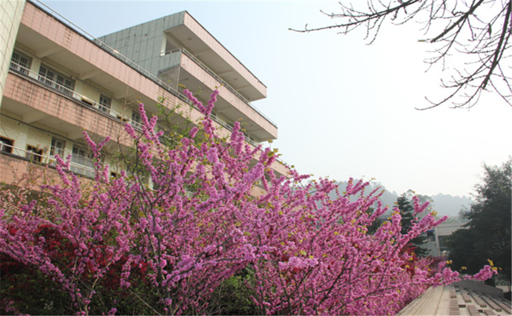 五通橋中學(xué)校園環(huán)境怎么樣？