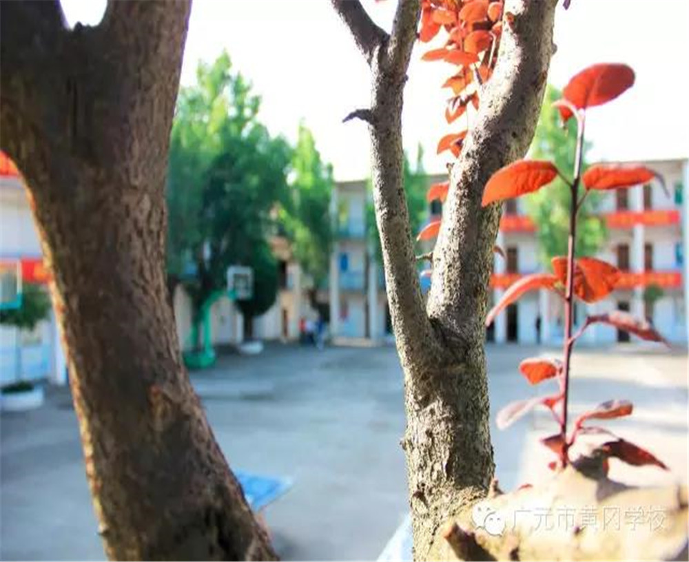 廣元市黃岡學(xué)校詳細(xì)地址在什么地方？
