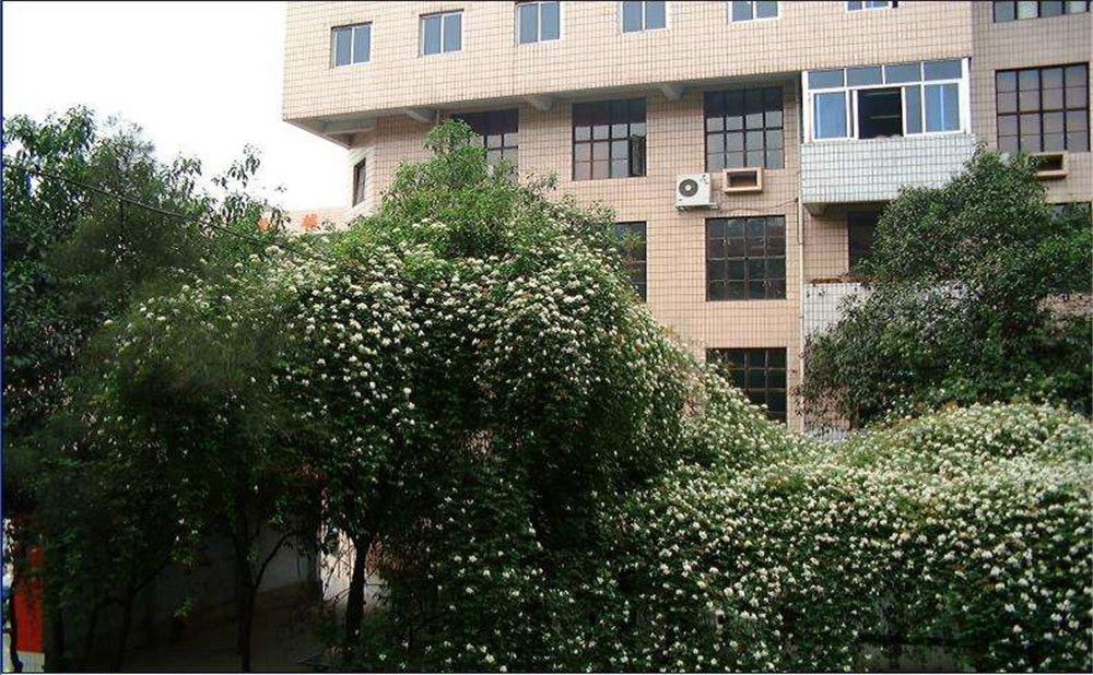 石室聯(lián)合中學(xué)蜀華分校2020年招生計劃是多少？