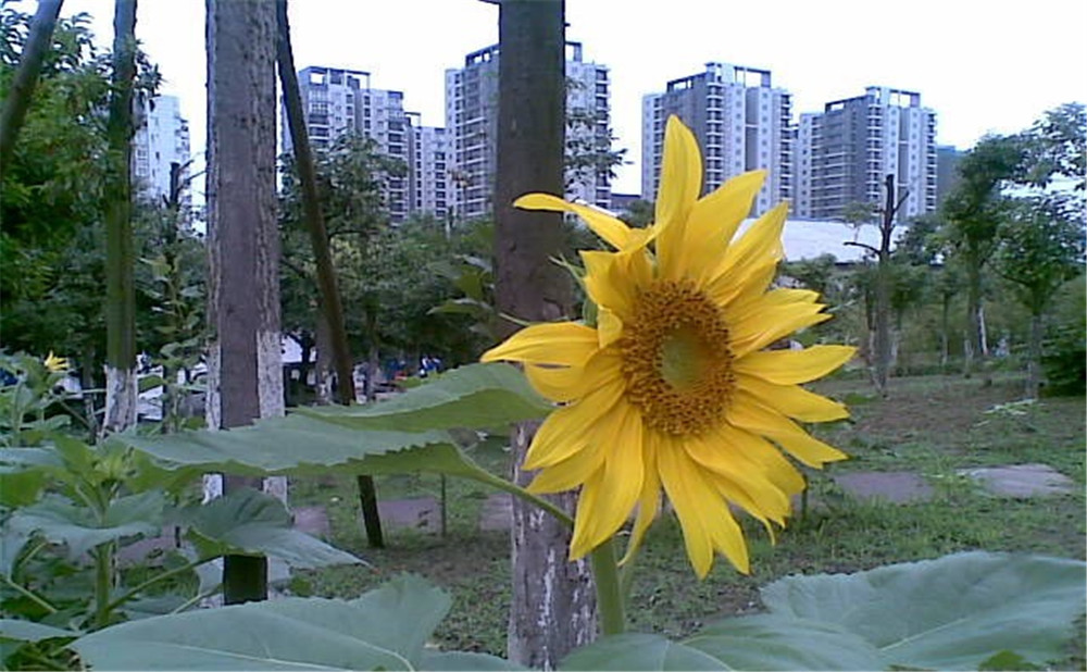 成都市第三十八中學(xué)去年的錄取分?jǐn)?shù)線是多少？