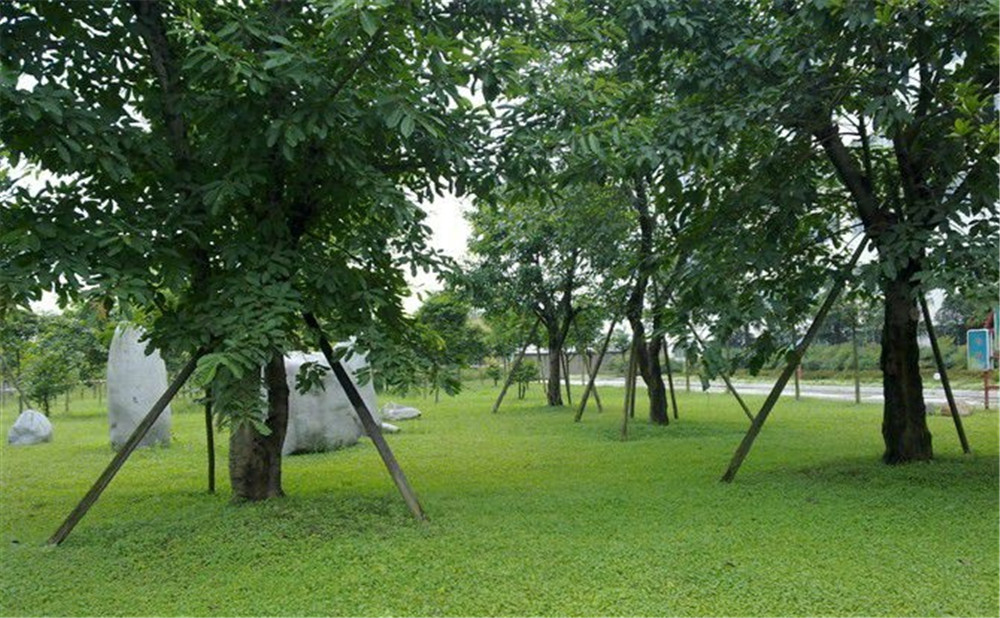 成都市三十八中學(xué)的高考升學(xué)率是多少？