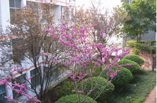 三星中學(xué)的本科升學(xué)率是多少？