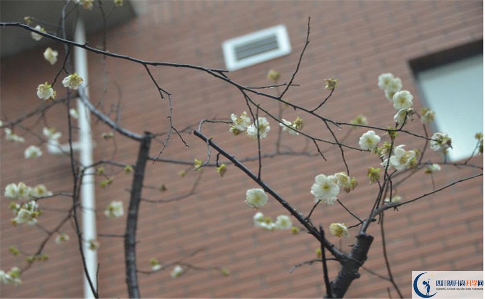 成都樹德協(xié)進(jìn)中學(xué)自主招生中考網(wǎng)上怎么報(bào)名？